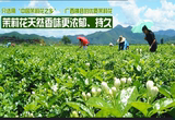 广西特产横县茉莉花茶  2015特级 茉莉龙珠王 特级浓香型包邮