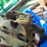 安甄龟 素食龟 观赏龟 半水龟 宠物龟 新手龟 活体低价包邮
