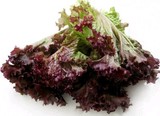 新鲜特种蔬菜 红叶生菜 红边生菜 罗莎红 紫叶西餐红珊瑚沙拉100g