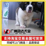 支持淘宝交易出售巨型圣伯纳犬纯种健康圣伯纳幼犬救援犬宠物狗