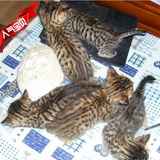 家庭式繁殖家养纯种猫，宠物小豹猫 孟加拉豹猫 打好疫苗