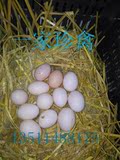 黑羽药鸡种蛋 黑凤乌鸡常羽系 黑毛鸡孵化用蛋  观赏鸡种蛋
