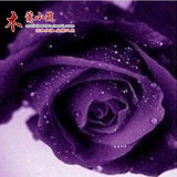 【紫色】当年开花 盆栽花卉 玫瑰花苗 四季播盆栽地栽易种植物