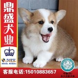 犬舍柯基犬幼犬出售/三色纯种短毛威尔士柯基犬/宠物犬视频支付宝