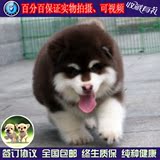 出售纯种红色阿拉斯加犬巨型阿拉斯加雪橇犬幼犬大型宠物狗狗ww00