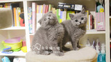 现货纯种猫英短蓝猫 立耳猫 纯种小猫咪 宠物猫咪活体 幼猫出售