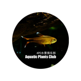 【APC】迷你灯鱼 灯鱼 观赏鱼 活体鱼 小型灯科鱼 热带鱼 草缸