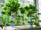批发水培绿萝绿植绿萝吊兰盆栽办公室客厅装修必备防辐射净化空气