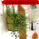 盆栽花卉千叶吊兰四季常青室内客厅清新空气绿植促销中