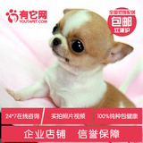 有它网 宠物狗狗 超小体茶杯袖珍吉娃娃犬活体纯种幼犬健康出售4