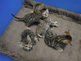 纯种猫宠物猫咪活体宝宝出售豹猫苏格兰折耳猫蓝色英国短毛猫异国