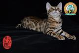 出售活体宠物孟加拉豹猫 空心玫瑰花豹猫幼猫 纯种小豹猫