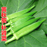 寿光蔬菜种子 黄秋葵种子 绿秋葵种子 补肾菜 绿色人参四季播