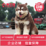 有它网 宠物活体小狗阿拉斯加巨型纯种幼犬棕红烟灰色出售包健康3