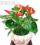 室内植物花卉 红掌盆栽 粉掌白掌大苗带花 净化空气