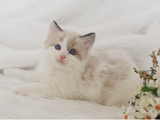 布偶猫 布拉多尔猫 双色 重点色 手套色 纯种猫 宠物猫幼猫 活体