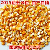 2015年新玉米粒 农家自产散装玉米 营养健康做食品 五谷杂粮500克