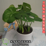 【0.4米龟背竹】室内花卉盆栽绿色植物 净化空气