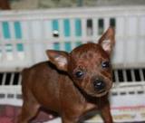 赛级活体狗狗 纯种小鹿犬 幼犬，棕色，铁包金，迷你型