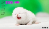异国短毛猫加菲丽影超赞全白色加菲猫 MM价6800元（上海沈女士）