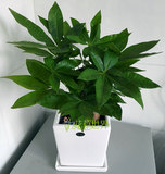 小发财树盆栽 好养的桌面小植物 净化室内空气 上海花草世界