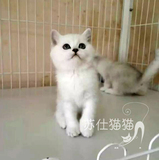 T.M淼淼宠物猫活体纯种猫白英短银渐层短毛猫公猫家养幼崽猫咪