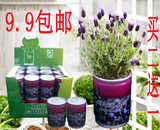 创意小花农 罐头花易拉罐花卉罐装植物办公室DIY迷你绿植盆栽