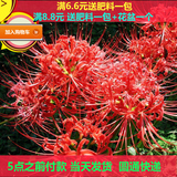 四季庭院盆栽石蒜种球 彼岸花 又称曼珠沙华.曼陀罗华 多颜色选择