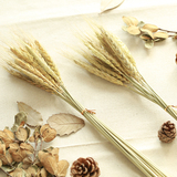 天然麦子麦穗一束 干麦穗拍照摄影道具 家居装饰品干花 拍摄道具