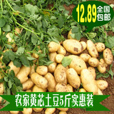 新鲜蔬菜粉糯土豆马铃薯农家自种非转基因黄心洋芋5斤装低价包邮