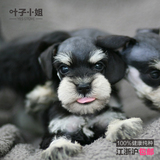 韩城犬业出售宠物狗雪纳瑞犬活体幼犬健康赛级迷你白胡子老头狗1