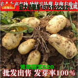 脱毒马铃薯种子 土豆种子 一级种薯 洋芋种子 高产值 批发出售