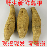 年货广西桂林现挖新鲜柴葛根农产品粉葛根蔬菜水果葛根条片包粉