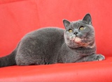CFA注册猫舍英国短毛猫蓝乳小母猫