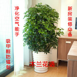 大型盆栽鹅掌柴/鸭掌木/鸭脚木/七叶莲 办公室内植物花卉  吸甲醛