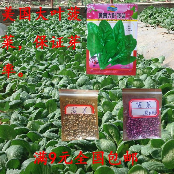 四季 大叶菠菜种子 阳台盆栽蔬菜 耐热 9元包邮 秋季蔬菜种子