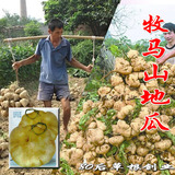 牧马山地瓜种子 最早熟的品种 水果地瓜 沙葛凉薯土瓜 25粒