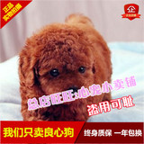 南京泰迪出售幼犬纯种小型犬宠物狗狗活体萌宠实体店出售公母都有