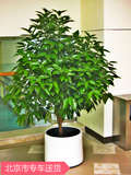 元宝树招财树室内绿植盆栽净化空气吸甲醛植物办公室绿植大型绿植