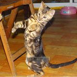 纯种猫 宠物猫咪 孟加拉豹猫 大理石纹豹猫活体 小公猫弟弟
