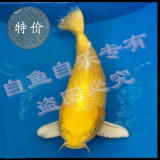 日本纯种黄金锦鲤（活体）满69元包邮