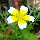 进口美国花种子 荷包蛋/沼花 10粒 芳香花卉 花多易种 耐寒耐热