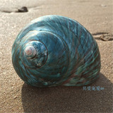天然海螺贝壳9-10CM大绿蝾螺稀有收藏地台摆件鱼缸造景卷贝鱼道具