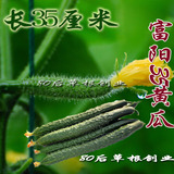 新品 蔬菜种子 高产黄瓜种子 富阳35F1抗病黄瓜种子 春秋冬