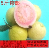 广东农家四季5斤胭脂红芭乐红心番石榴芭乐新鲜孕妇水果特价包邮