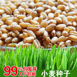小麦纸上种菜豆芽机专用回春水榨汁无土栽培绿色小麦草种子包邮