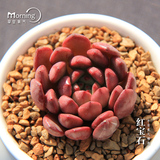 早安氧气|红宝石多肉群生小老桩双头韩国进口多肉植物实拍深红色