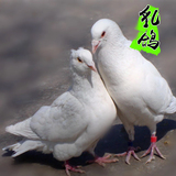 【绿禾】新鲜鸽子乳鸽土鸽子肉五谷杂粮喂养精品散养2只