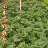 冬寒菜种子高钙菜种子 保健野菜种子 儿童适宜 四季有机蔬菜种子
