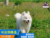 出售纯种萨摩耶犬幼犬家养宠物狗活体中型犬白色萨摩耶--上门挑选